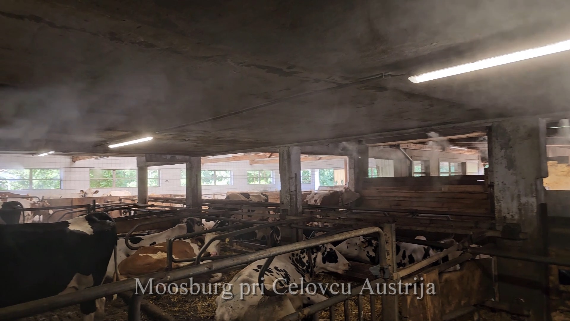 Pršenje vode in ventilator za hlajenje hleva krav molznic — Ptuj