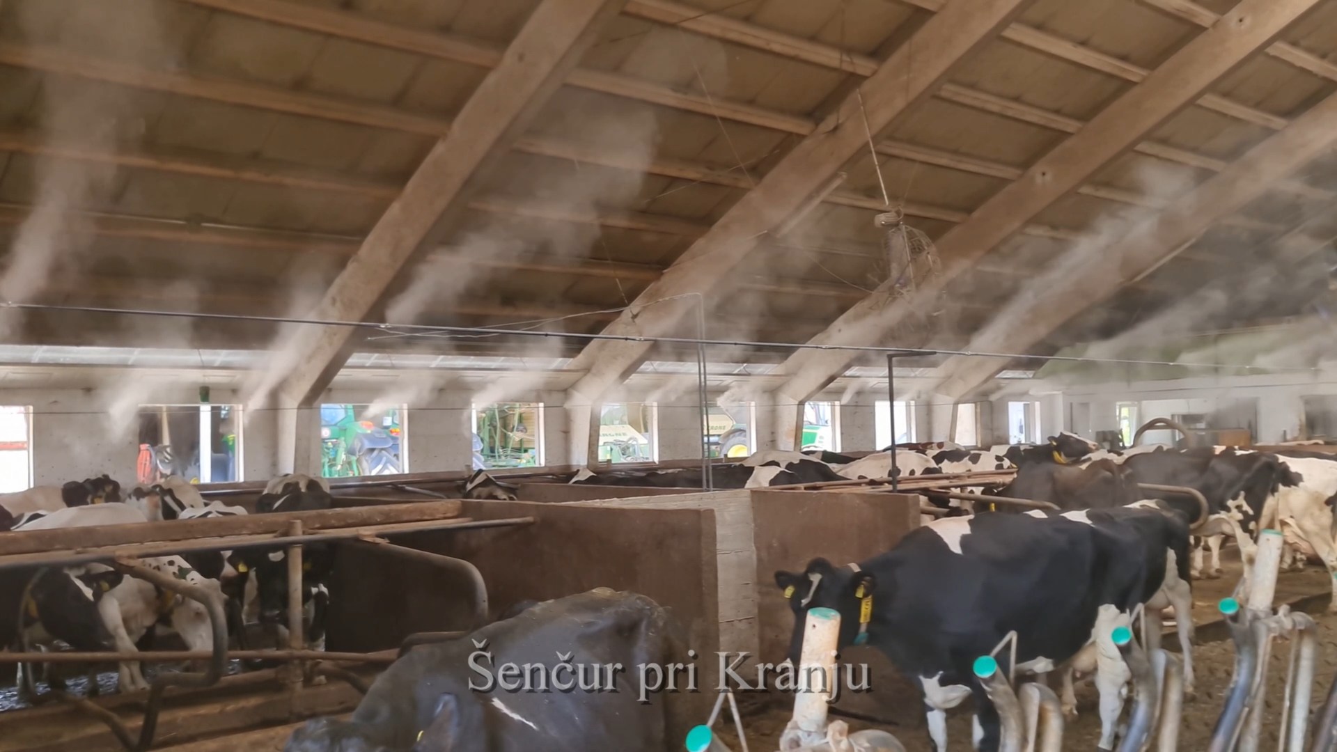 Hlajenje s pršenjem ob izhodu iz hleva krav mlekaric — Ptuj