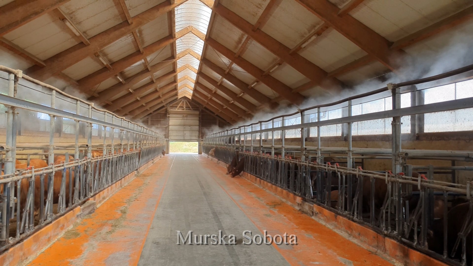 Megla nad ležalnimi boksi krav molznic — Ptuj