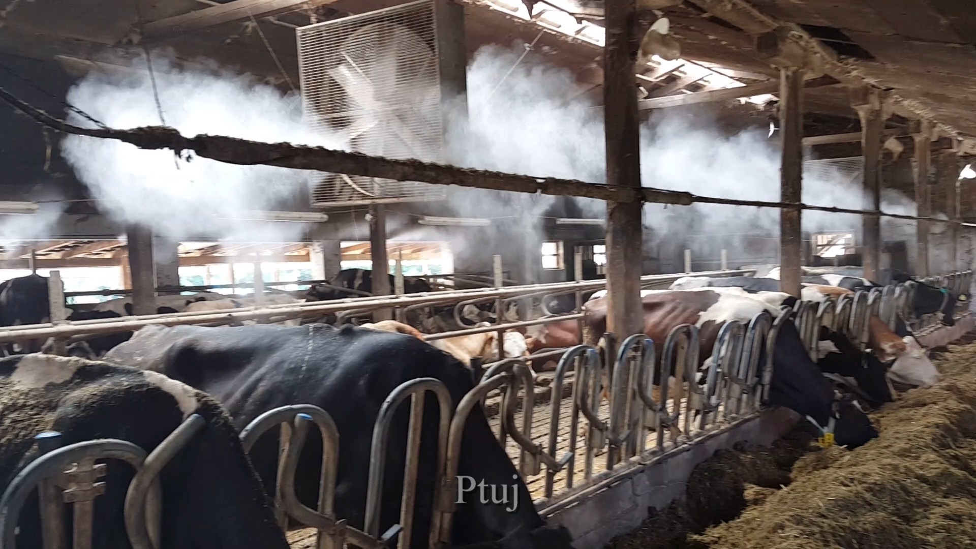 Hlajenje hleva krav mlekaric s pršenjem — Moosburg pri Celovcu, Avstrija